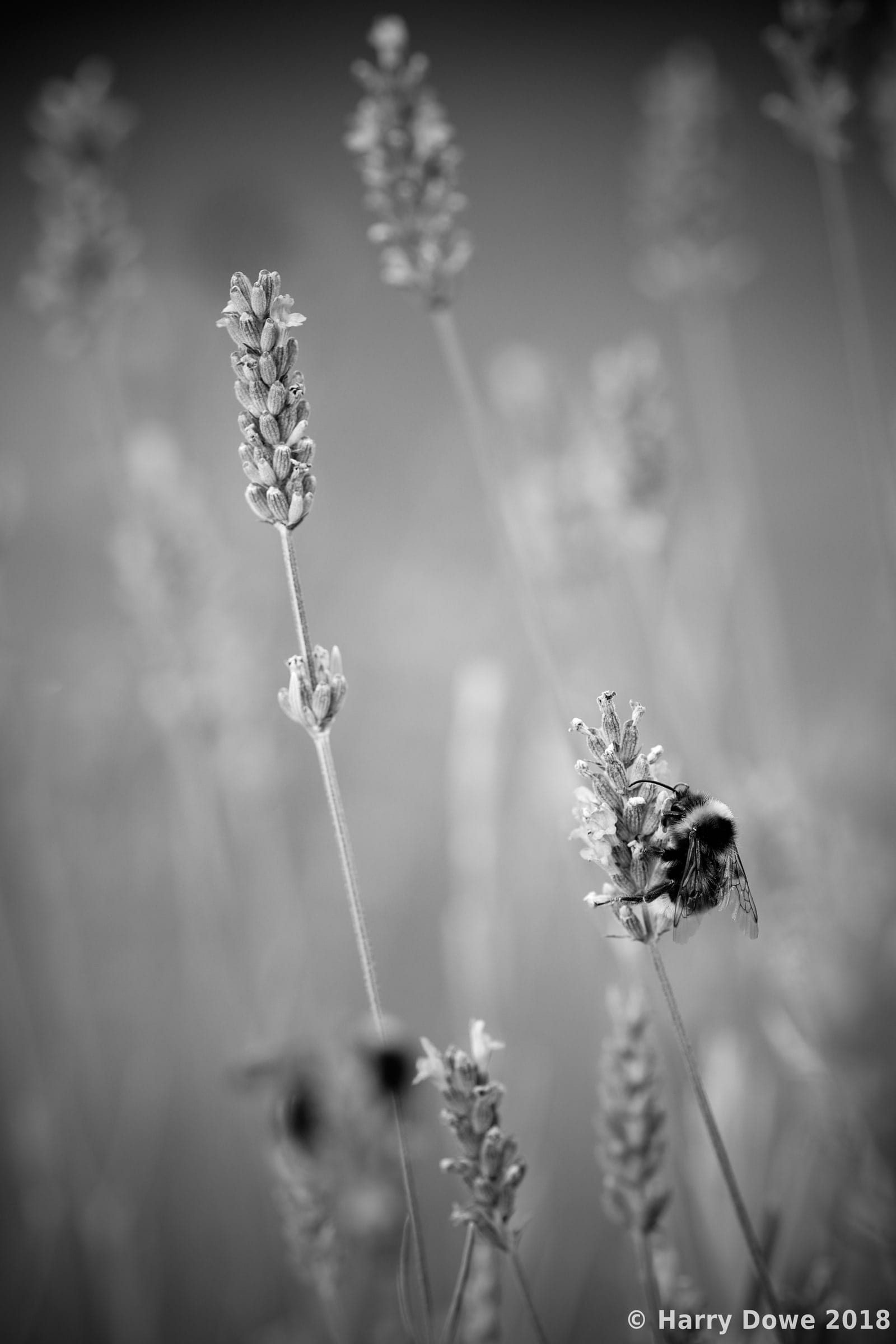 Black and white macro photograph of a bumblebee gathering nectar from lavender blossoms with a soft, blurred background