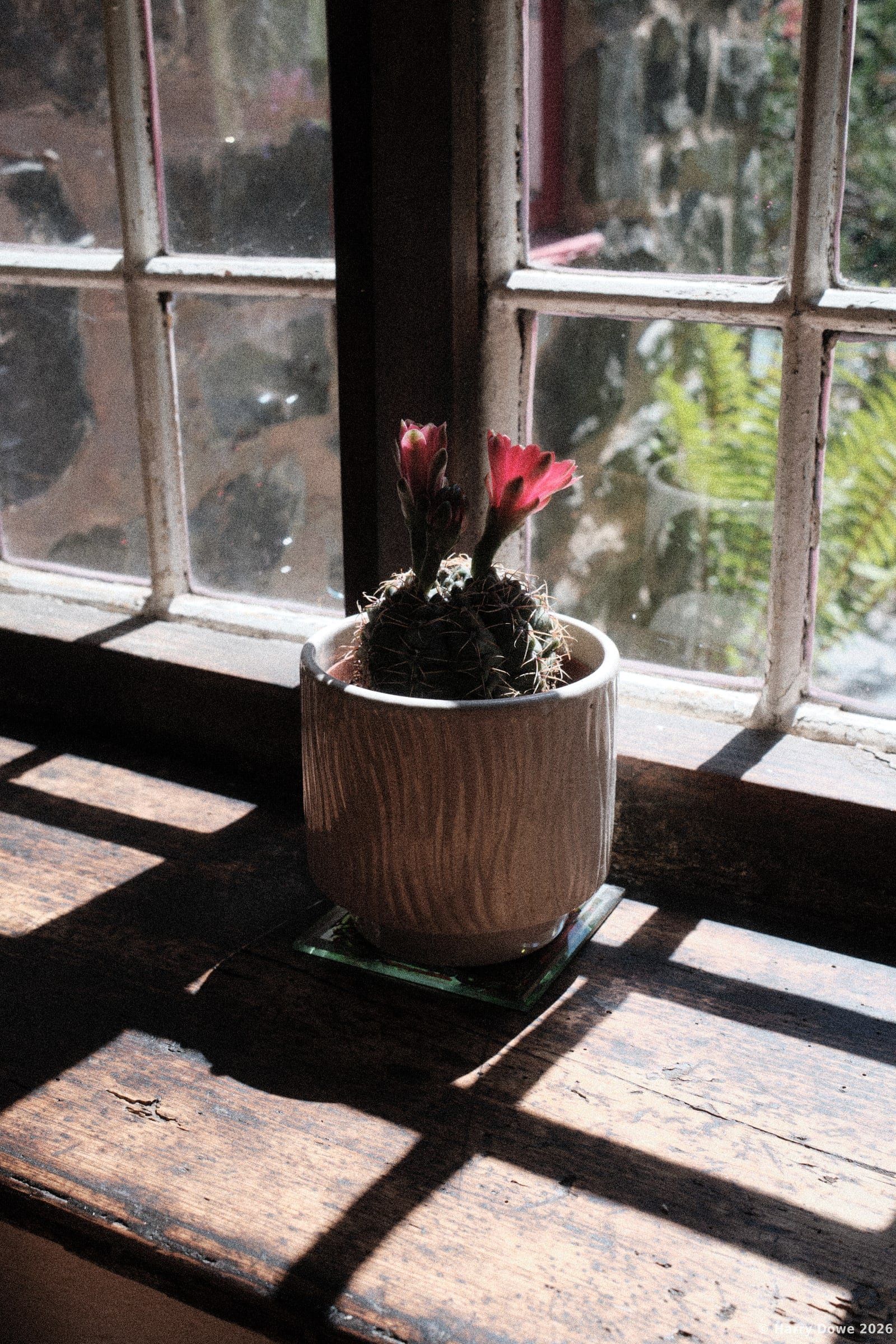 Small potted cactus with bright pink blooms sitting on a rustic wooden windowsill bathed in warm sunlight casting lattice window shadows