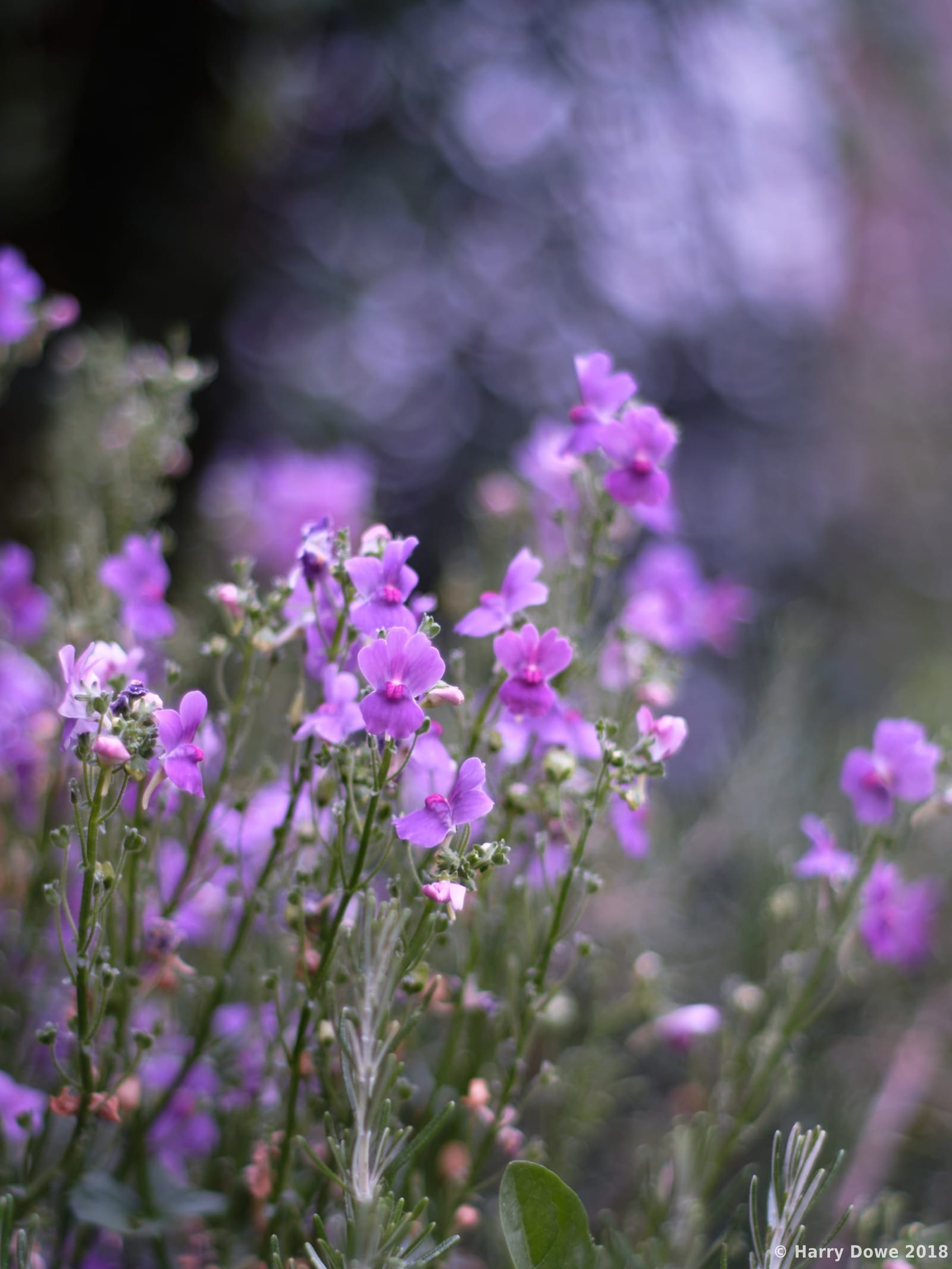 Close-up vertical shot of delicate purple wildflowers blooming against a soft, dreamlike blurred background