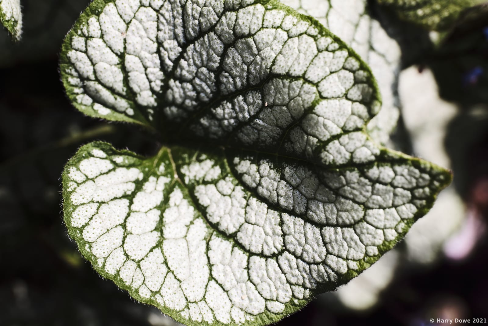 Macro photograph showing the intricate silver and green veined pattern on heart-shaped leaves