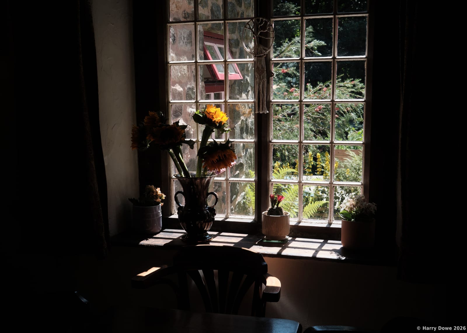 Bright yellow sunflowers in a dark ceramic vase sitting on a cottage windowsill beside small potted plants and a wooden chair illuminated by soft sunlight