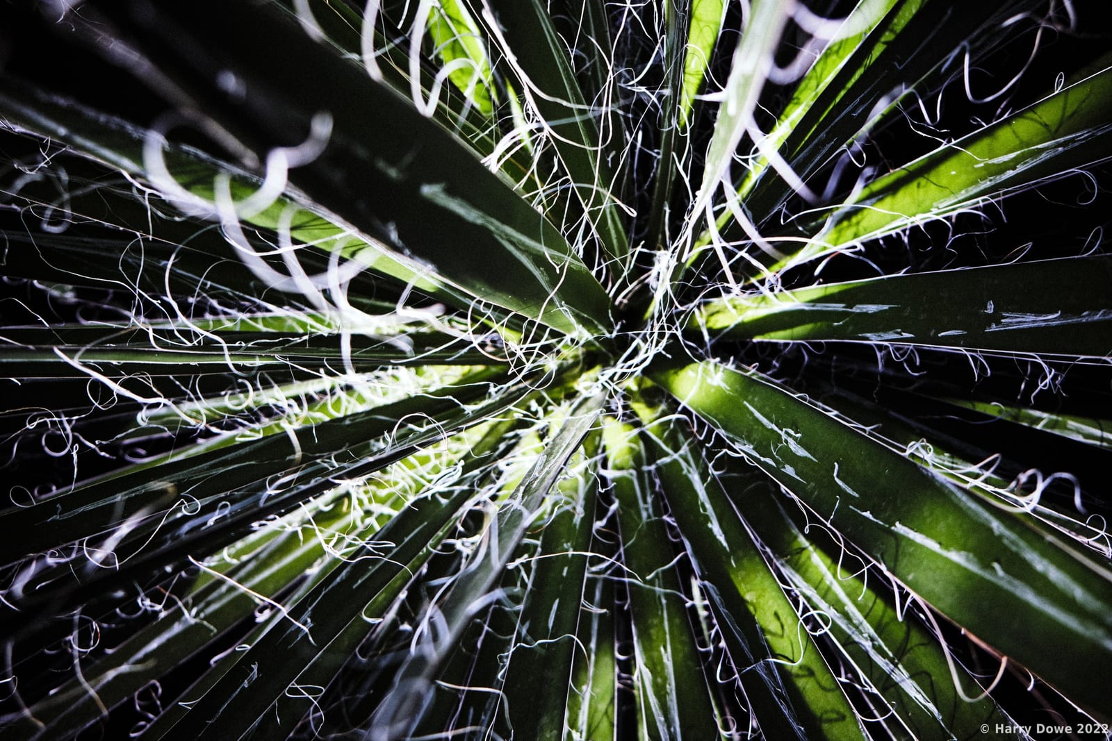 Overhead macro perspective of sharp yucca plant leaves radiating outwards with fine curly white fibers lining the leaf edges